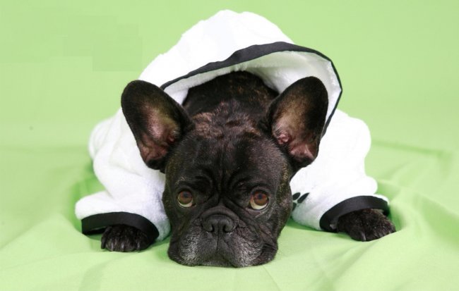 Amores Pet Salon Dog Grooming Day Care Boarding SpaGrooming Parlor