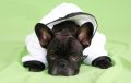 Amores Pet Salon Dog Grooming Day Care Boarding SpaGrooming Parlor